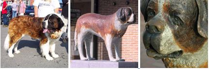 sintbernardushond sintbernardushond