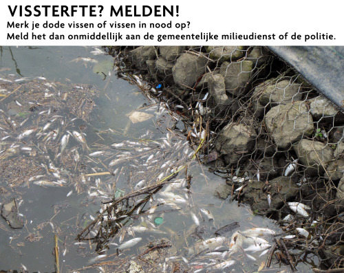 Vissterfte melden Vissterfte melden
